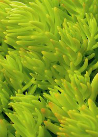 Sedum 'Lemon Ball'